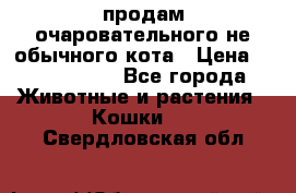 продам очаровательного не обычного кота › Цена ­ 7 000 000 - Все города Животные и растения » Кошки   . Свердловская обл.